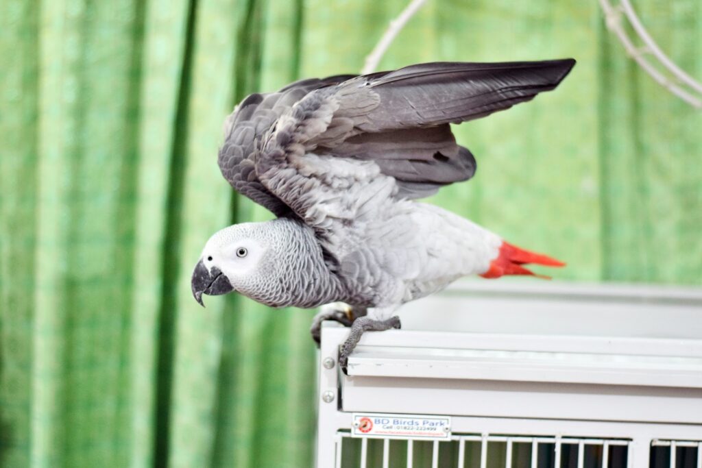 an african grey parrot that is sitting on top of a cage.